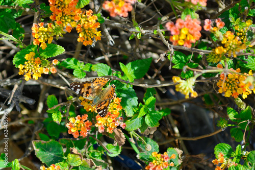an orange urticaria butterfly sits on a yellow-red flower of a lanthanum Bush against a background of thickets and branches