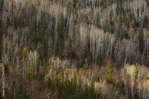 Back country woodland of the banks of the Athabasca river close to Fort McMurray