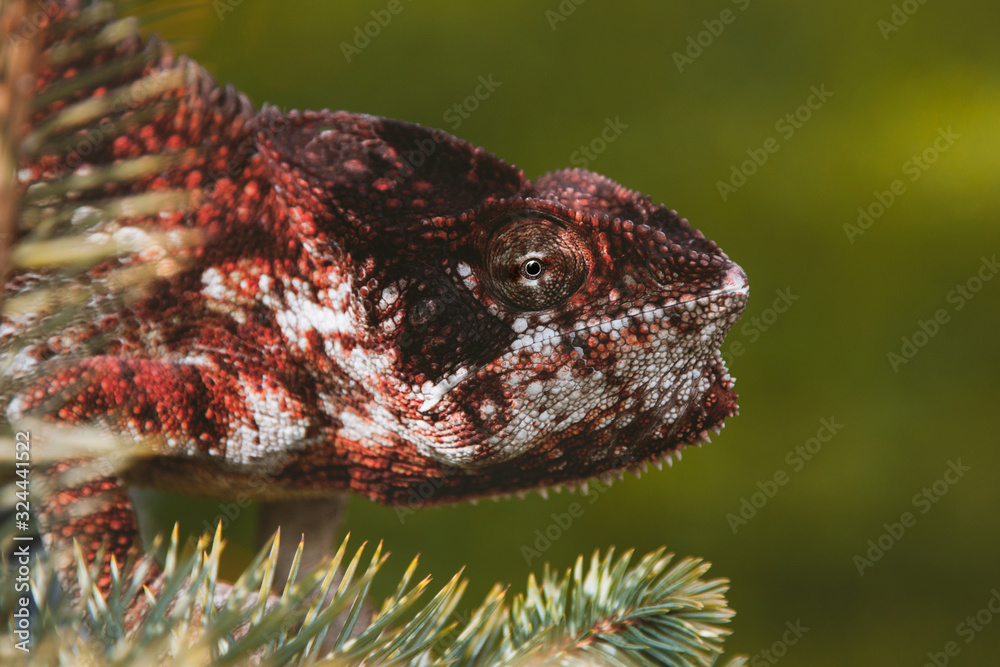 Fototapeta premium The Oustalets or Malagasy giant chameleon on white