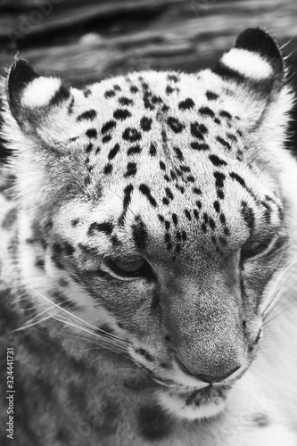 leopard black and white