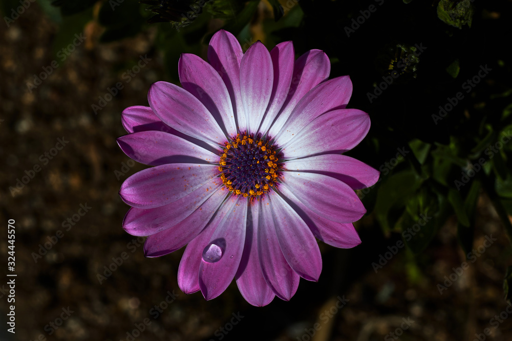 Obraz premium Beautiful flower with purple and white petals, and a raindrop