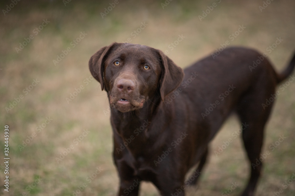 Portrait of a Young Chocolate Lab