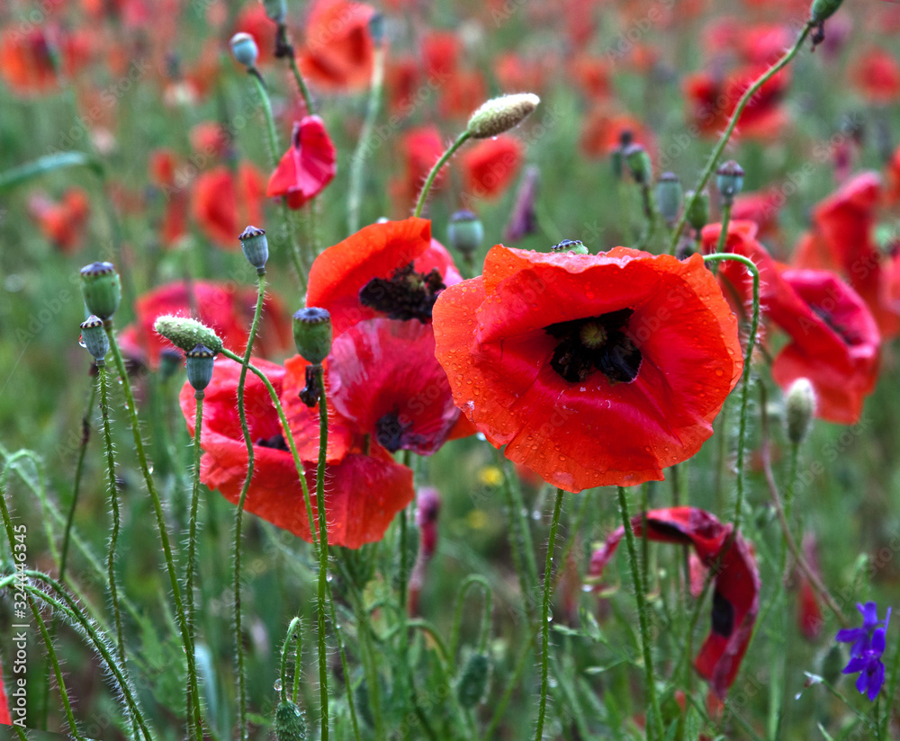 Obraz premium Blooming red poppies in wild field