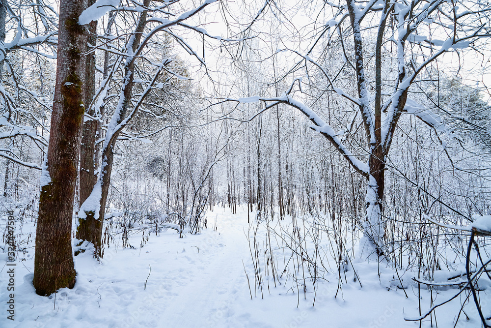 Snow covered trees in a winter forest and small path between them Snow covered trees in a winter forest and small path between them