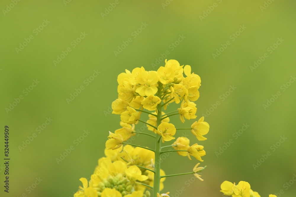 菜の花 黄色い花 菜の花 黄色い花