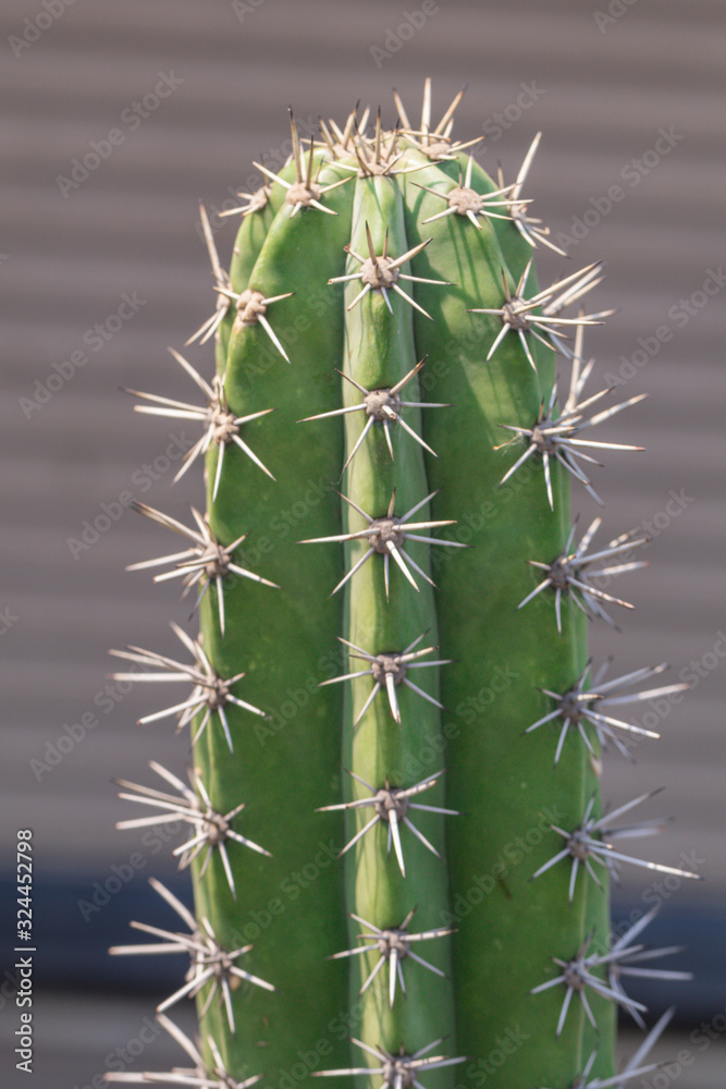 High prickly cactus succulents in a garden. High prickly cactus succulents in a garden.