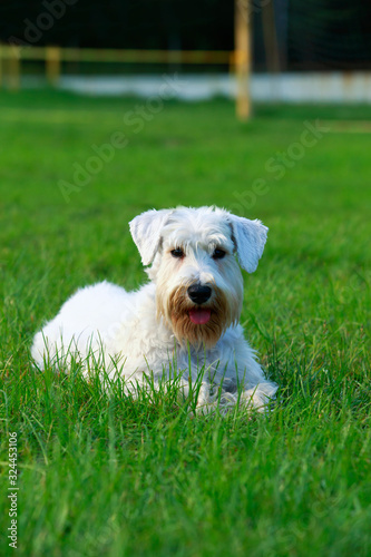Dog breed Sealyham Terrier
