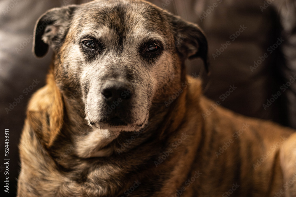 old pitbull with grey face looking at camera old pitbull with grey face looking at camera