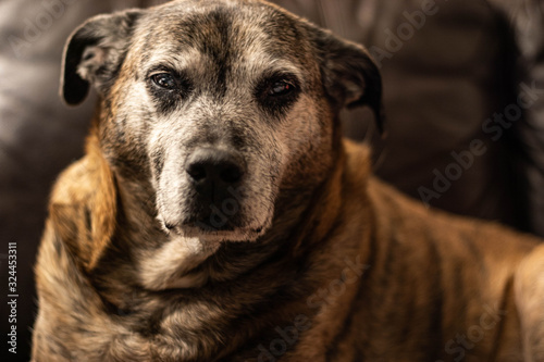 old pitbull with grey face looking at camera