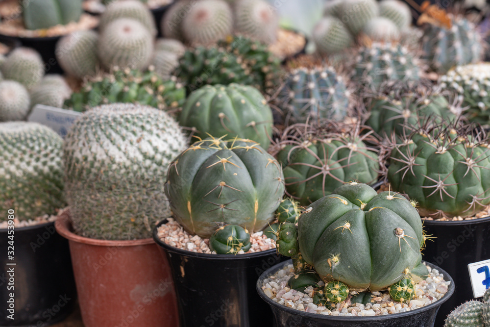 Beautiful close up cactus in the garden.Cactus and succulent plants in pots for sale in tree market. Beautiful close up cactus in the garden.Cactus and succulent plants in pots for sale in tree market.