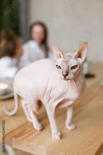 Pet  cat  sphinx sitting on a wooden table in a bright kitchen on the background of family  mother and daughter