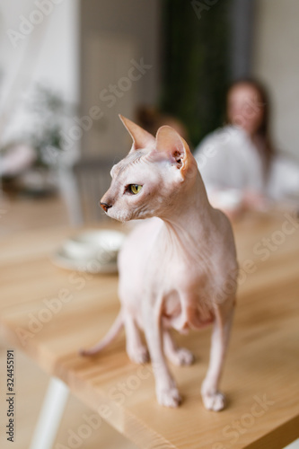 Pet, cat, sphinx sitting on a wooden table in a bright kitchen on the background of family, mother and daughter
