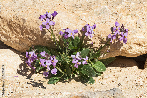 blooming specimen of Desert Rocket Diplotaxis Acris growing amoung the beige desert rocks of nahal akev in the negev region in Israel photo