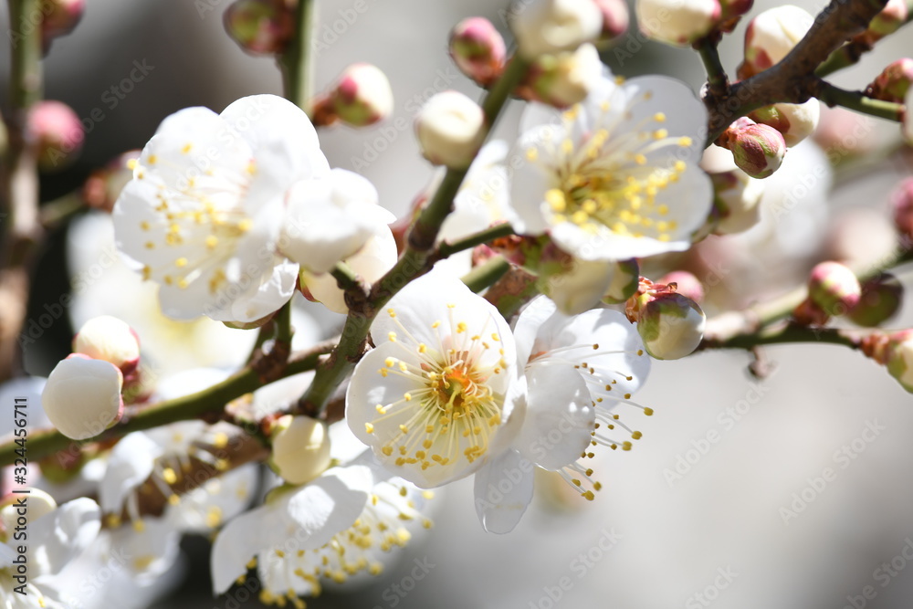 Obraz premium 白梅