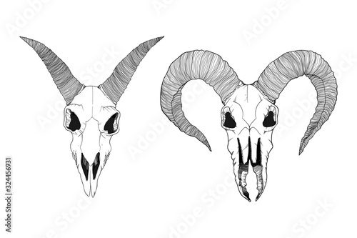 Hand drawn vector illustration of goat skull in line work. Isolated on white background. Outline ram cranium in black and white.