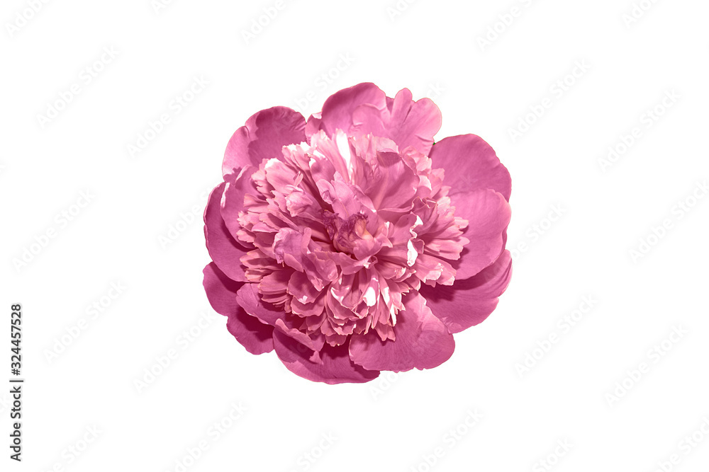 Beautiful pink flower isolated on white background. Peony on white background. Beautiful pink flower isolated on white background. Peony on white background.