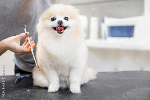 Concept hairdresser for animals, groomer has trimmed happy dog pomeranian spitz photo
