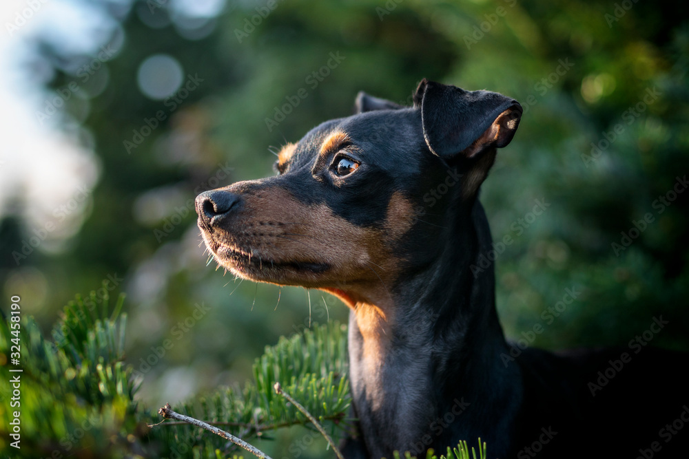 Portrait Hund im Wald vor Tannen mit Bäumen und Himmel im Hintergrund in der Natur Portrait Hund im Wald vor Tannen mit Bäumen und Himmel im Hintergrund in der Natur