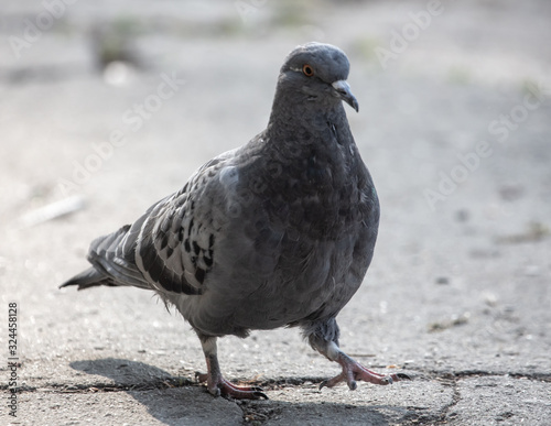 Dove walks on the ground