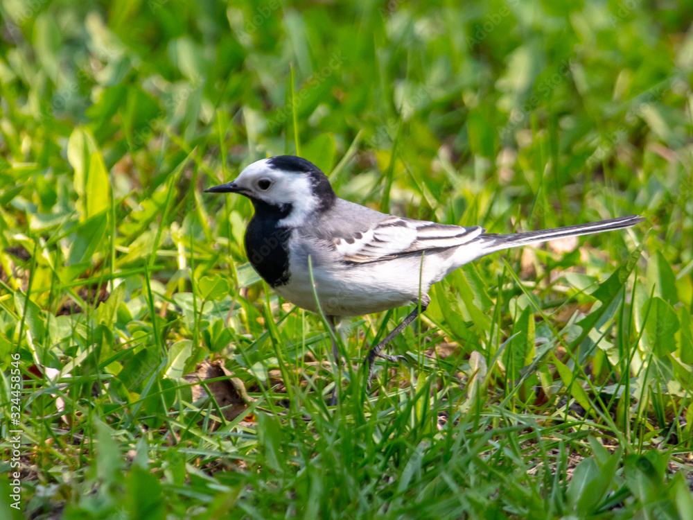Wagtail bird portrait on green grass Wagtail bird portrait on green grass