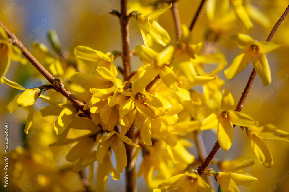 Yellow flower in the park in spring Yellow flower in the park in spring