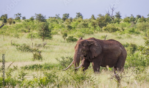 An old African elephant with large tusks and damaged ears isolated on its own in the bush image in horizontal format