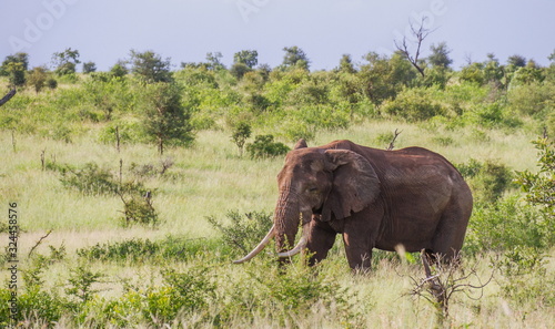 Foto An old African elephant with large tusks and damaged ears isolated on its own in