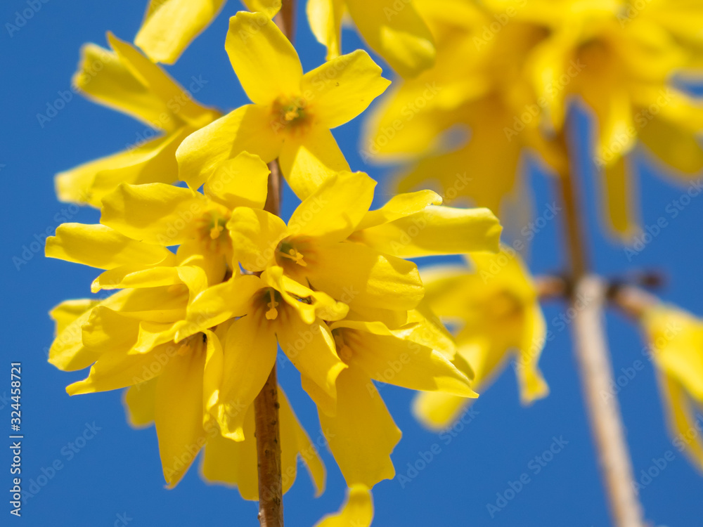 Obraz premium Yellow flower on a background of blue sky in spring