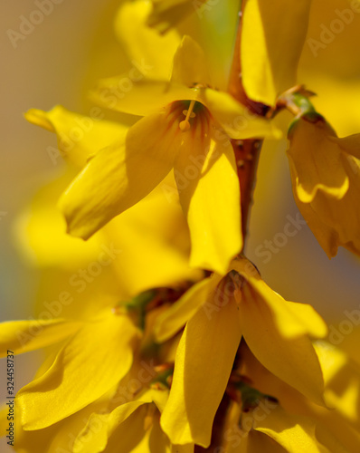 Yellow flower in the park in spring