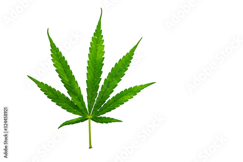 marijuana leaf isolate on white background with work path