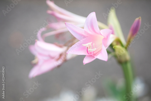 Close up of Amarcrinum howardii flowers. photo