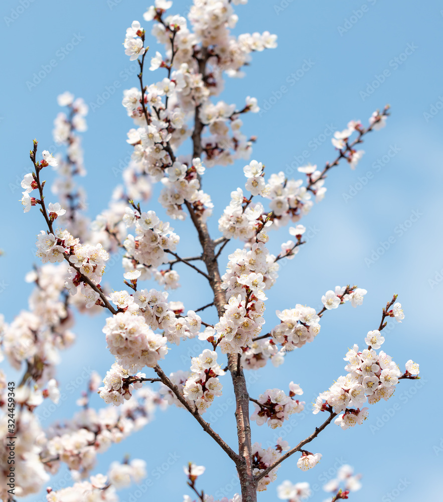 Apricot flowers on a background of blue sky