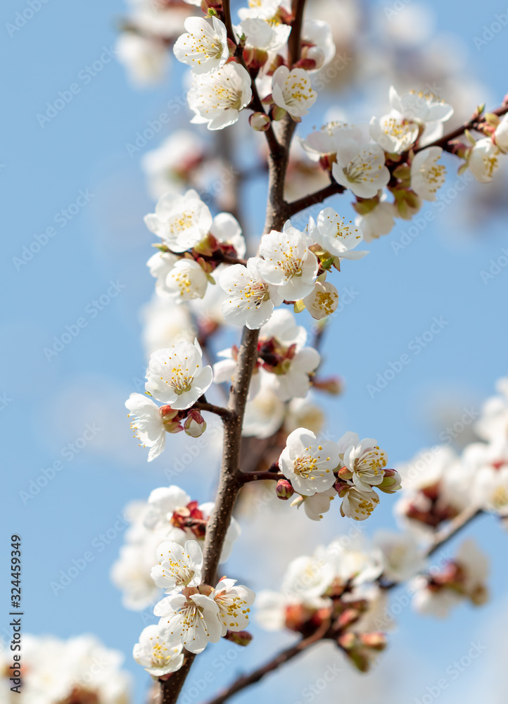Apricot flowers on a background of blue sky Apricot flowers on a background of blue sky
