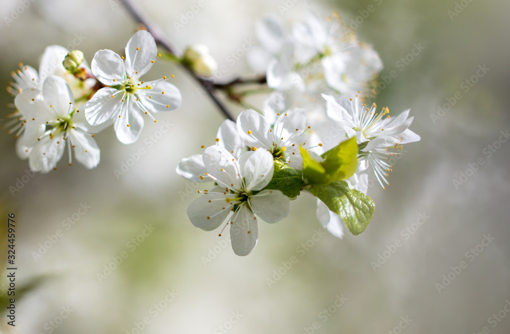 White flowers on a fruit tree on nature White flowers on a fruit tree on nature