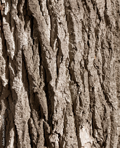 Tree bark as an abstract background