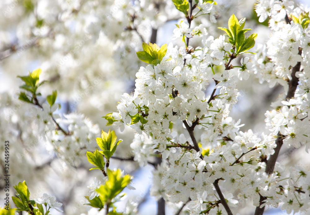 White flowers on a fruit tree on nature White flowers on a fruit tree on nature