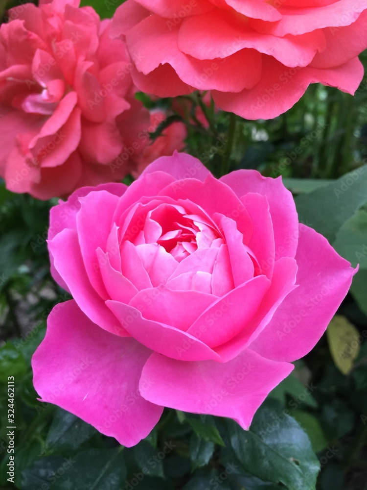 pink rose in garden pink rose in garden