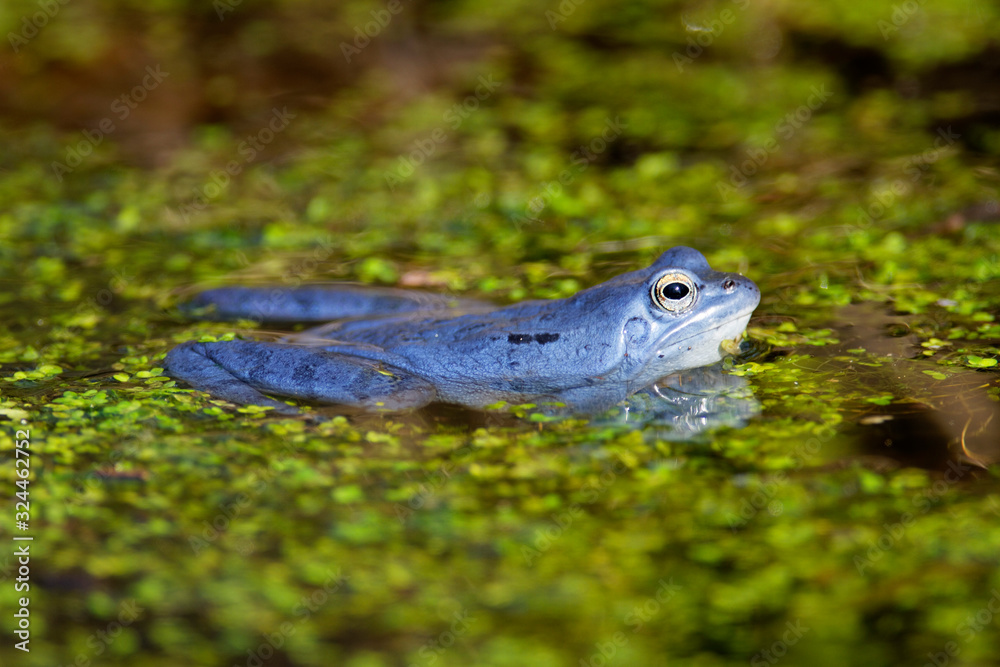 Blue males of the moor frog (Rana arvalis) in the pond Blue males of the moor frog (Rana arvalis) in the pond