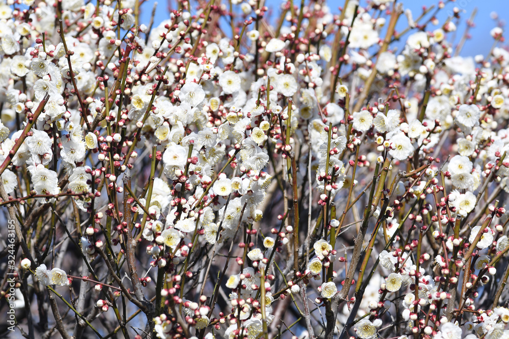 梅の花 白梅 梅の花 白梅
