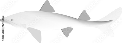 The stylized image of shark. Can be used as a sketch of tattoo. Vector illustration on white background. Outline.