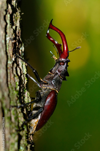Close-up of the stag beetle  in a forest