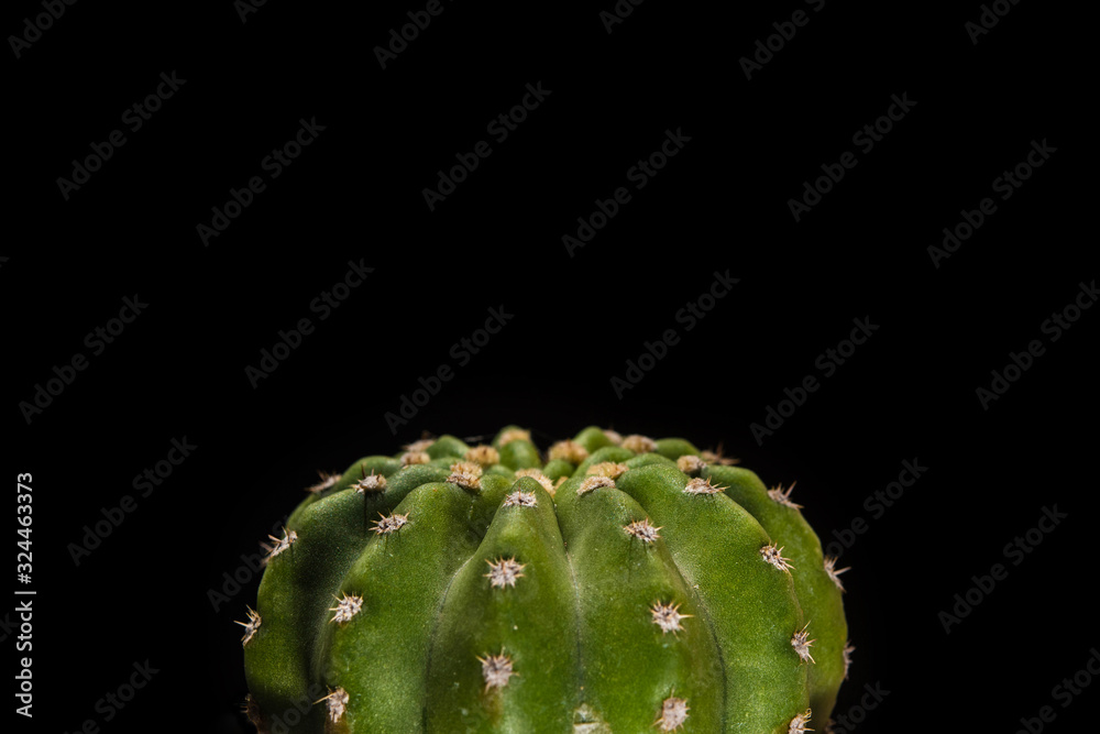 Cactus isolated on black background, Cactus isolated on black background,
