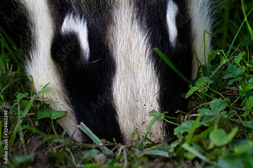 Portrait of the European badger 