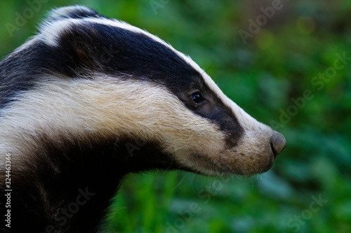Fotografie, Obraz Portrait of the European badger