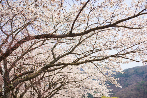 Sakura blooming in Japan