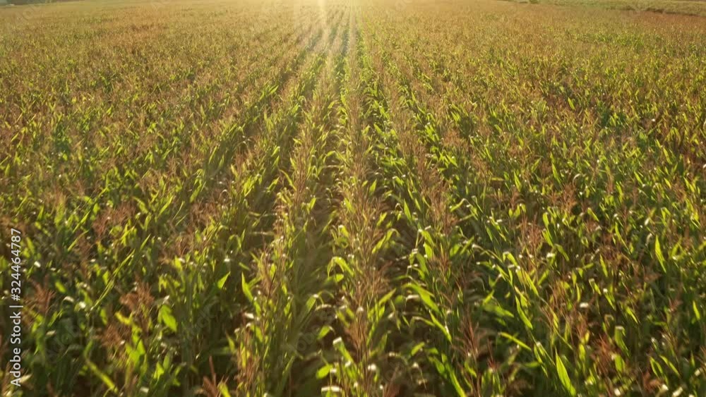 Cinematic Aerial View of Rows of Corn on a Corn Field During Evening Sunset 4K Cinematic Aerial View of Rows of Corn on a Corn Field During Evening Sunset 4K