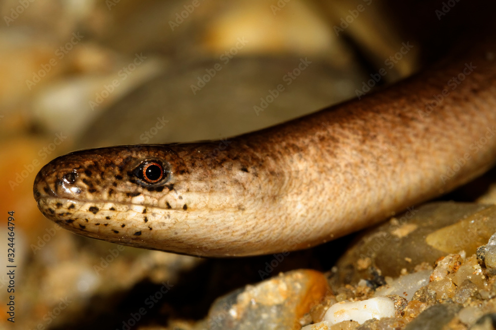 Close-up of the slowworm (Anguis fragilis) Close-up of the slowworm (Anguis fragilis)