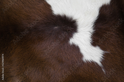 cow skin made into a carpet © tarapatta