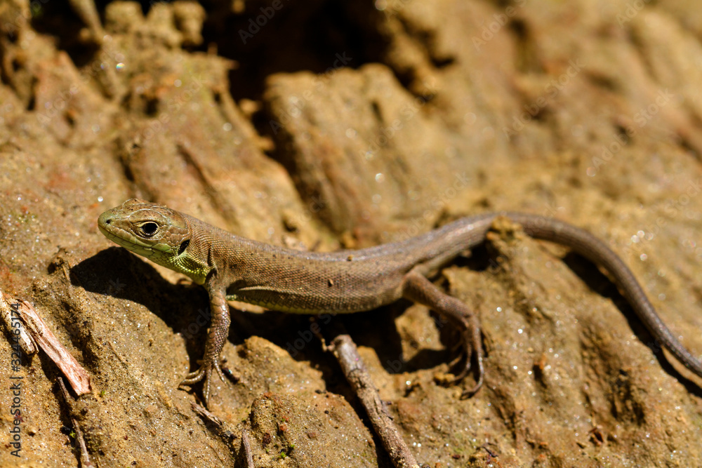 Common wall lizard from on the ground Common wall lizard from on the ground