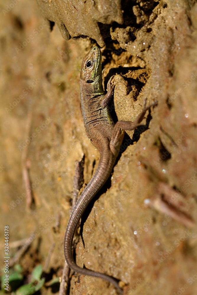 Fototapeta premium Common wall lizard from on the ground